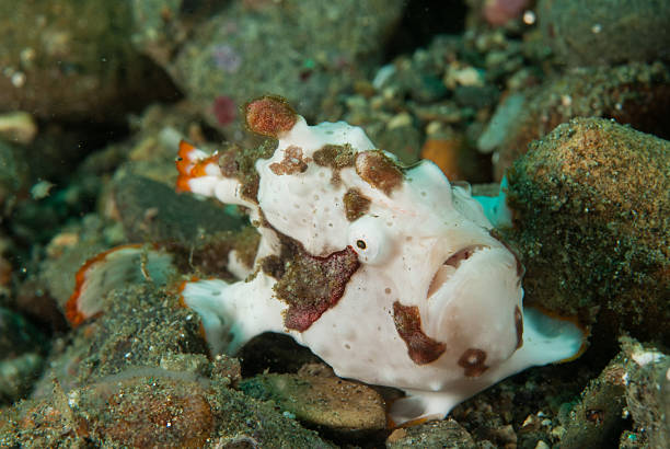 istock Painted frogfish in Ambon, Maluku, Indonesia underwater 528981979