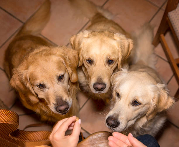 dogs in training