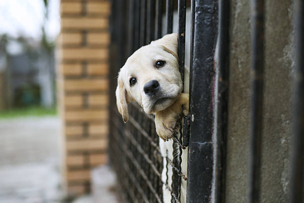 Labrador Retriever Training Tips