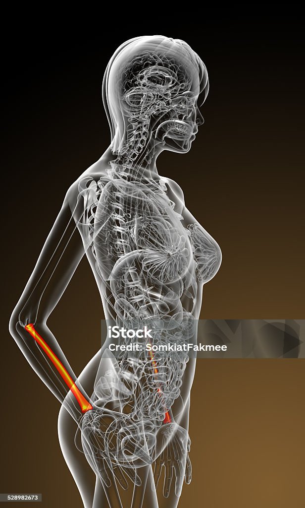 3d render medical illustration of the radius bone 3d render medical illustration of the radius bone - side view Anatomy Stock Photo