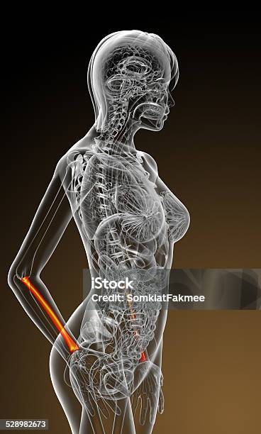 3d Render Medical Illustration Of The Radius Bone Stock Photo - Download Image Now - Anatomy, Healthcare And Medicine, Human Arm