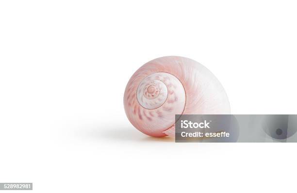 Shell Isolated On White Stock Photo - Download Image Now - Beach, Scallop, Seashell