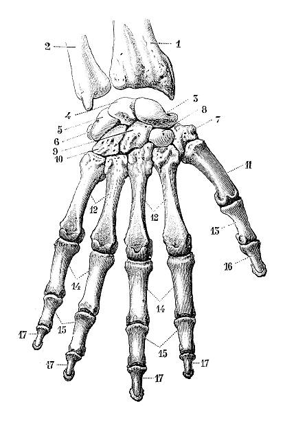 앤틱형 디스트리토 과학적이다 일러스트 고해상도: 손으로 뼈 - pencil drawing drawing anatomy human bone stock illustrations