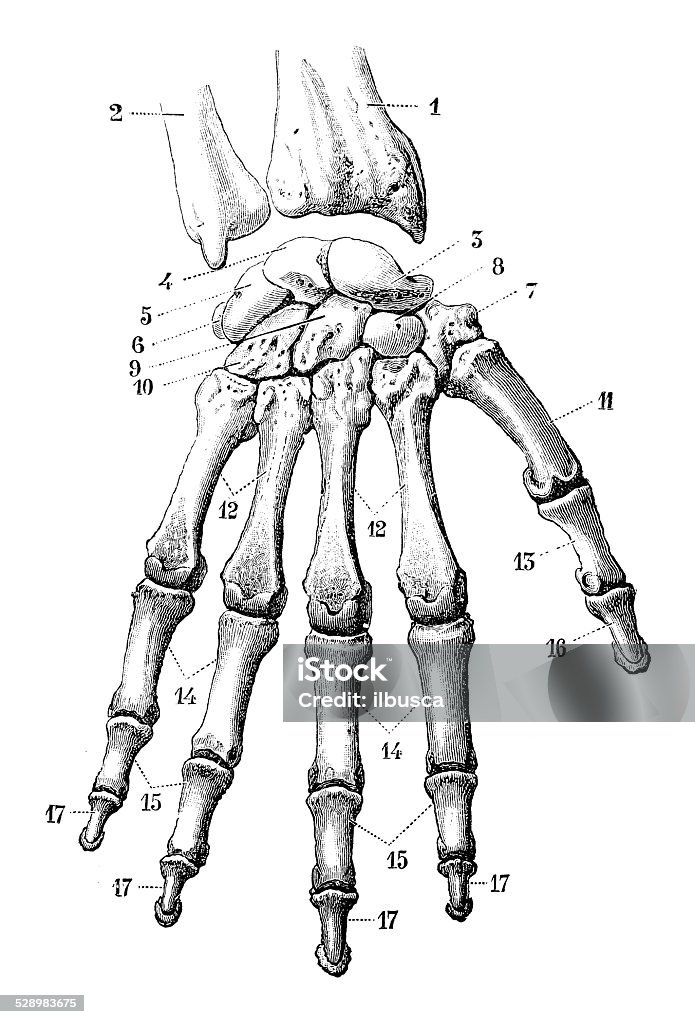 Antique medical scientific illustration high-resolution: hand bones Anatomy stock illustration