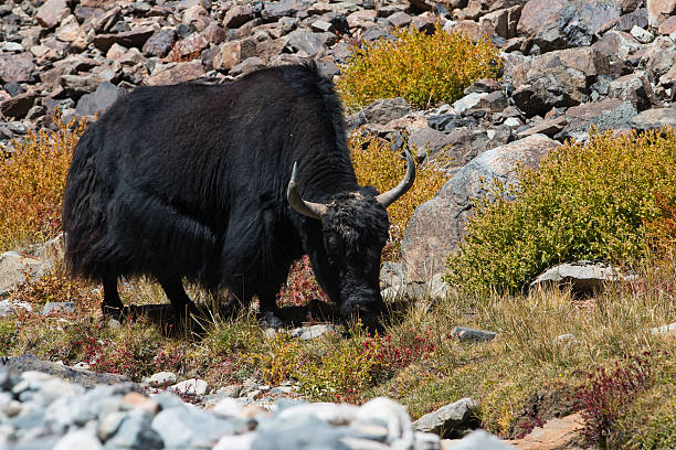 istock Yak at Nubra Valley Leh Ladahk India 528983837