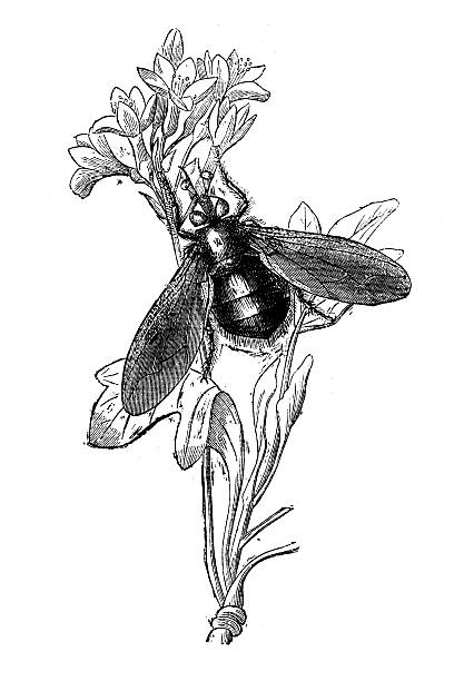 Antique illustration of Echinomia Antique illustration of Echinomia hoverfly stock illustrations