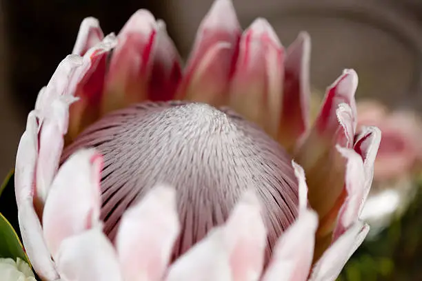 Picture of a protea flower, a native plant