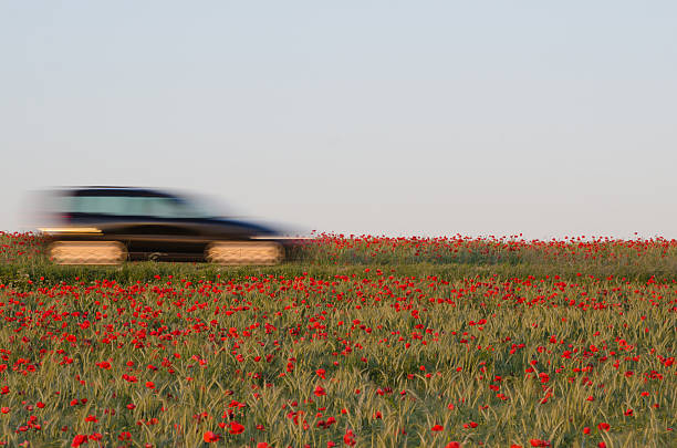 istock Blurred car in a poppy field 529001591