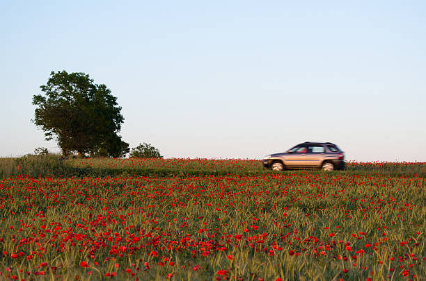 Blurred car in a red summer landscape stock photo