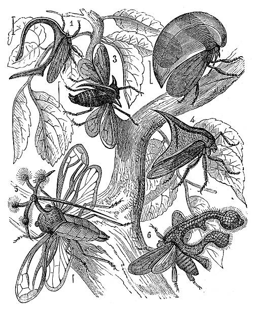 Treehopper Cow 10+ Treehopper Ilustrasi, Grafik Vektor, & Clip Art Bebas Royalti ...