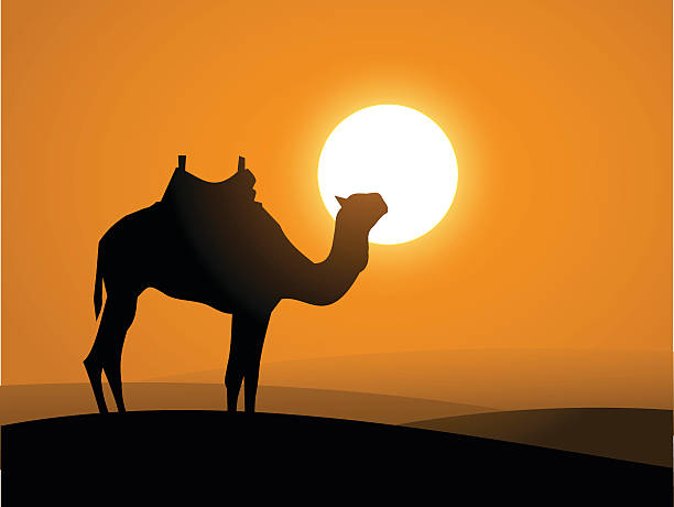 illustrazioni stock, clip art, cartoni animati e icone di tendenza di cammello sul deserto al tramonto vettoriale - india travel journey camel