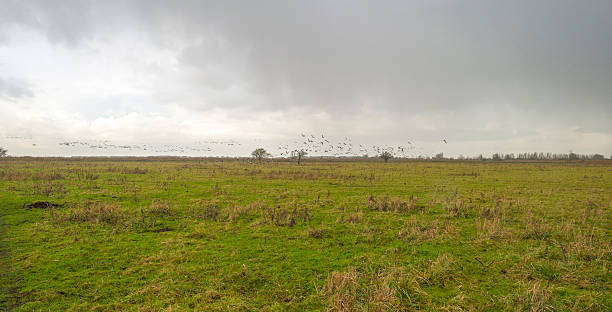istock Geese flying into deteriorating weather at fall 529002345