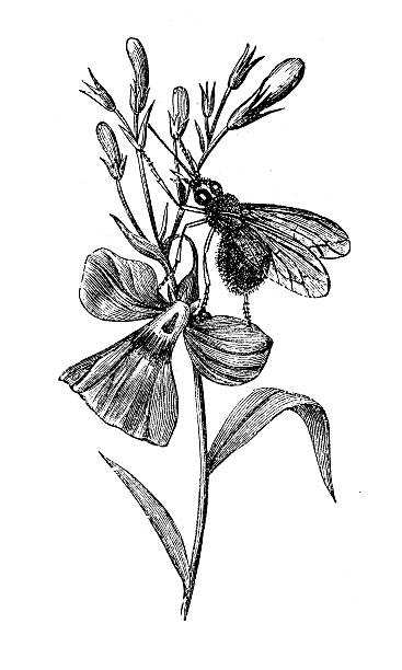Antique illustration of bombylans Antique illustration of bombylans hoverfly stock illustrations