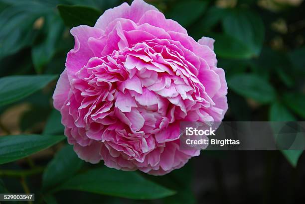 Pink Dahlia Flower Close Up Stock Photo - Download Image Now - Backgrounds, Beauty In Nature, Blossom