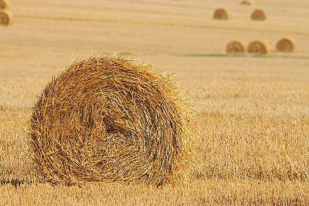 istock twist hay field cleaning 529003945