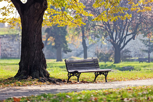 Bench under the tree in the Kalemegdan park, Belgrade Serbia