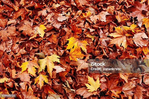 Leaves In Autumn Stock Photo - Download Image Now - Accidents and Disasters, Autumn, Beauty