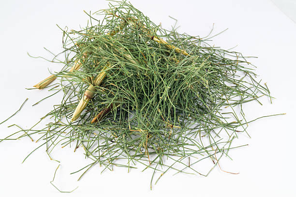 istock Equisetum arvense in white background 529005729