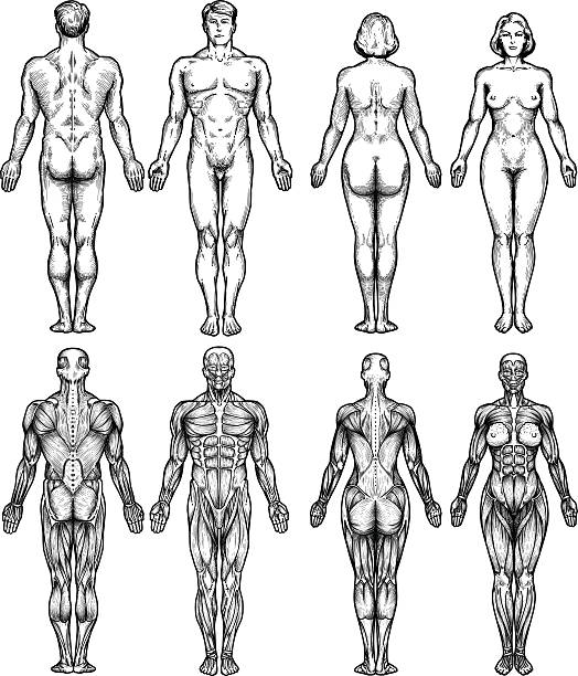 anatomii ciała człowieka - muscular build obrazy stock illustrations