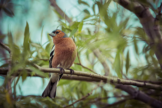 istock Male Chaffinch on a forest perch in New Zealand. 529007793