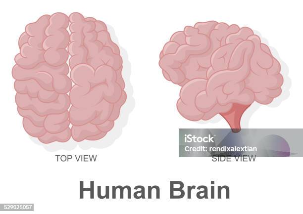 Human Brain In Top View And Side View Stock Illustration - Download Image Now - Anatomy, Artist's Model, Biology