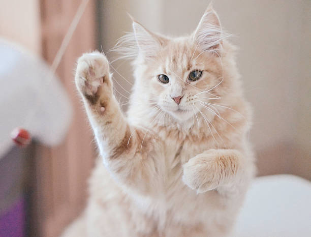 istock Maine coon beautiful cat playing with red ball 529026729