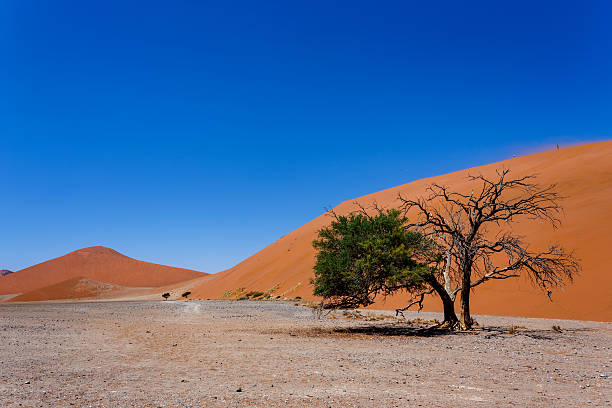 istock Dune 45 in sossusvlei NamibiaDune 45 in sossusvlei Namibia 529026805