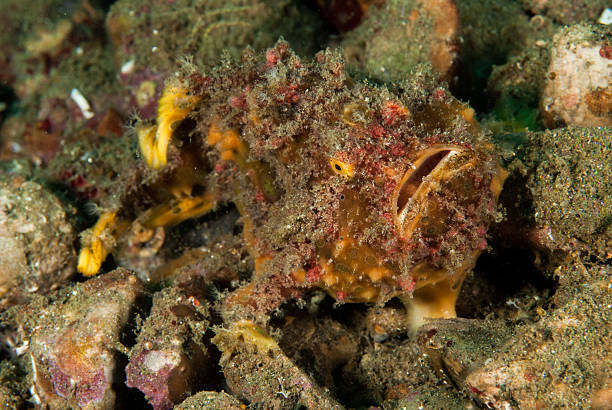 istock Freckled frogfish in Ambon, Maluku, Indonesia underwater 529027595