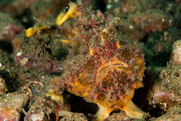 istock Freckled frogfish in Ambon, Maluku, Indonesia underwater 529027717