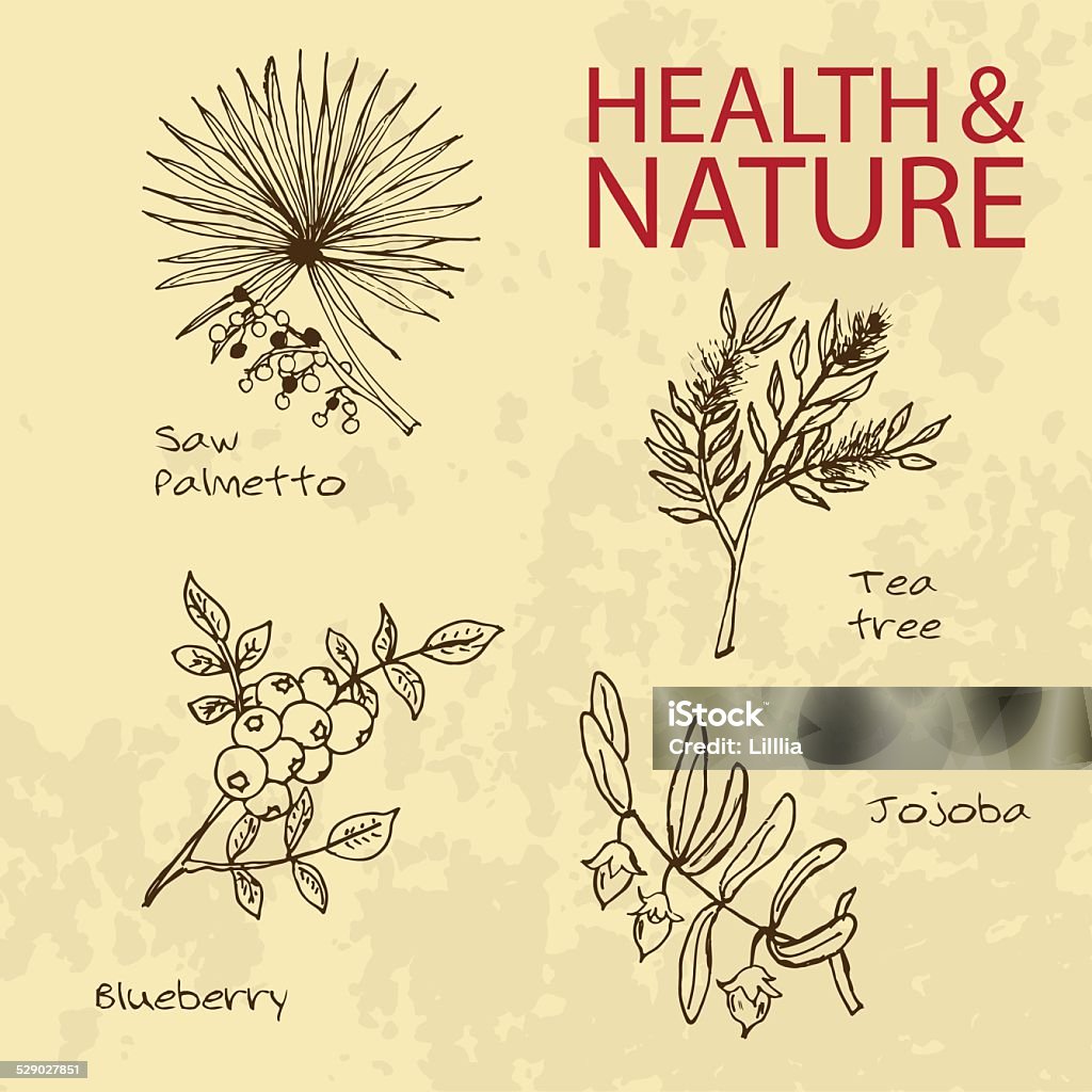 Handdrawn Illustration - Health and Nature Set Handdrawn Illustration - Health and Nature Set. Natural Supplements. Collection of Herbs. Natural Supplements. Saw Palmetto, Tea Tree, Blueberry, Jojoba Saw Palmetto stock vector