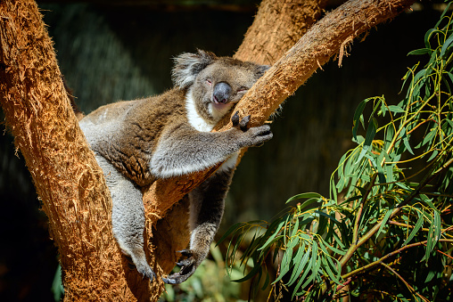Peaceful koala is sleeping on the tree at Cleland Wildlife Park, South Australia