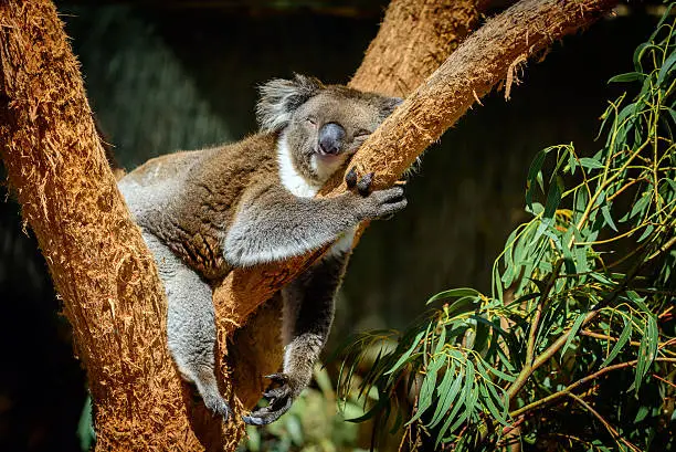 Photo of Sleeping koala