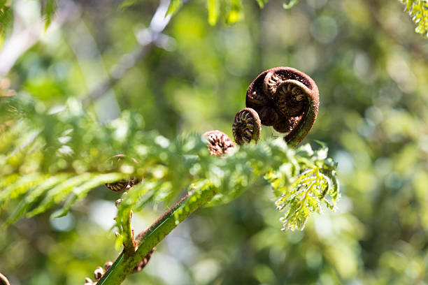 деле раскрытия папоротник вайя крупным планом, из новой зеландии символы - new life plant image saturated color стоковые фото и изображения