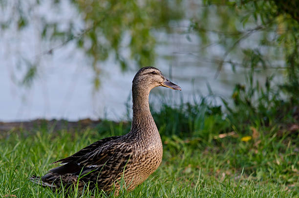 istock Beautiful Duck sitting near the pond 529049553