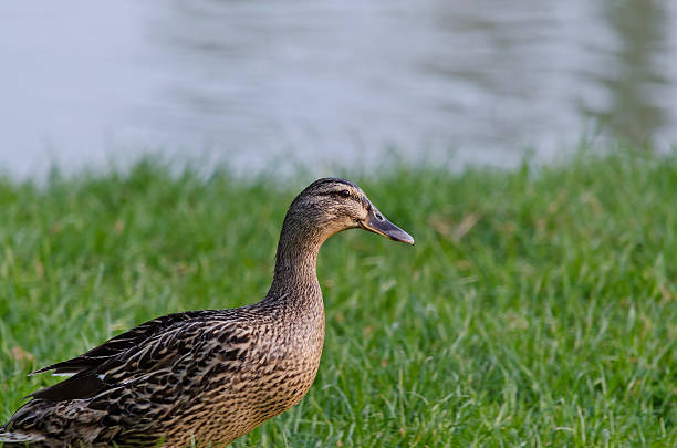 istock Beautiful Duck sitting near the pond 529049555