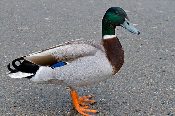 istock Beautiful Duck sitting near the pond 529050083