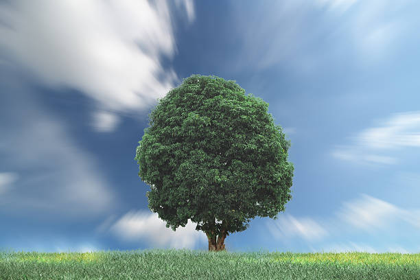 istock green  tree on grassy hill and blue sky 529050585