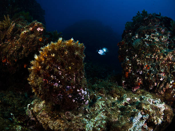 istock Great molusc at Mediterraenan sea. 529050641