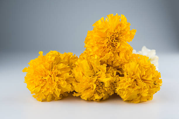 istock Jasmine garland of flowers 529051188