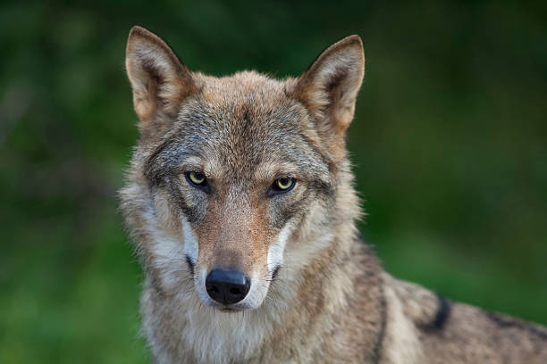 istock Eye to eye portrait with grey wolf female. 529051193