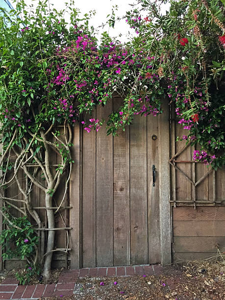 Cascading roses on a garden wall in Paris, France