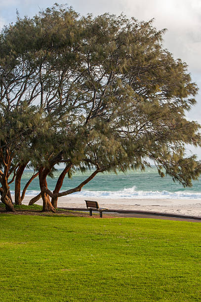 istock idyllic scene of tree and bench at  City beach 529052840