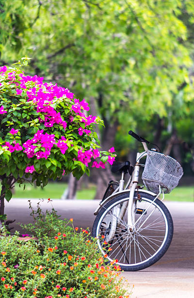 istock Bicycle parked in the garden. 529053277
