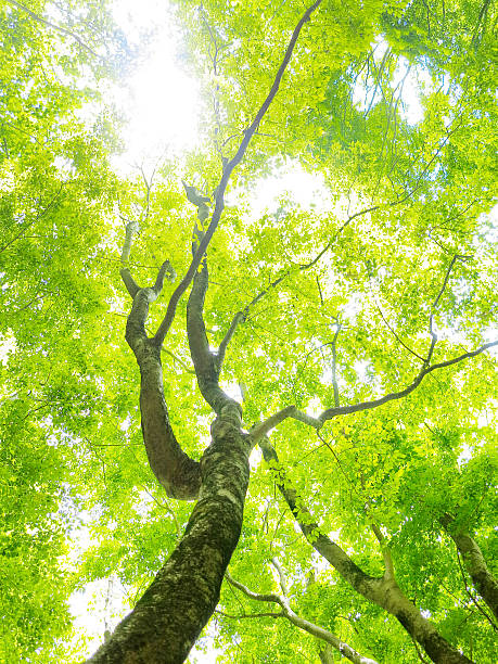 istock Fresh green of the tree 529053942