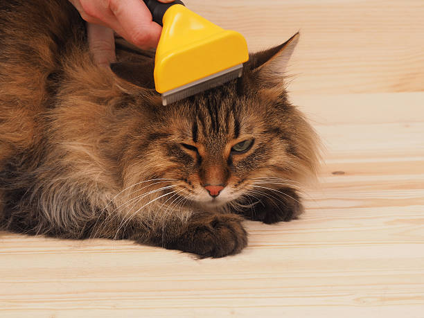 istock combing brush and  cat   on the wood  background 529054074