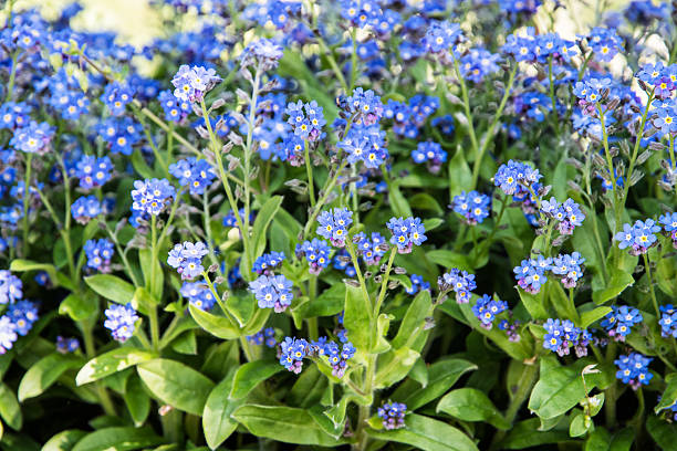 non ti scordar di me i fiori nel parco, bellezza in natura - myosotis sylvatica foto e immagini stock