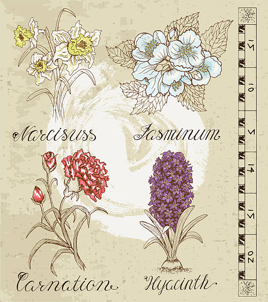 kolekcja vintage z kwiatów :  narcyza, jasmine, goździków, hiacynt - iris ink and brush sign flower stock illustrations