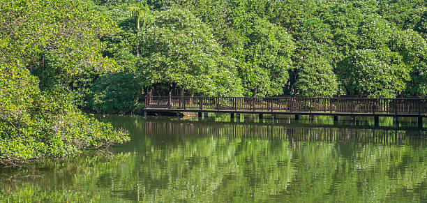 istock The bridge over the water to nature 529055594