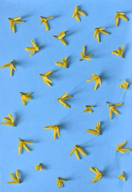 istock Yellow spring forsythia flowers isolated 529056438