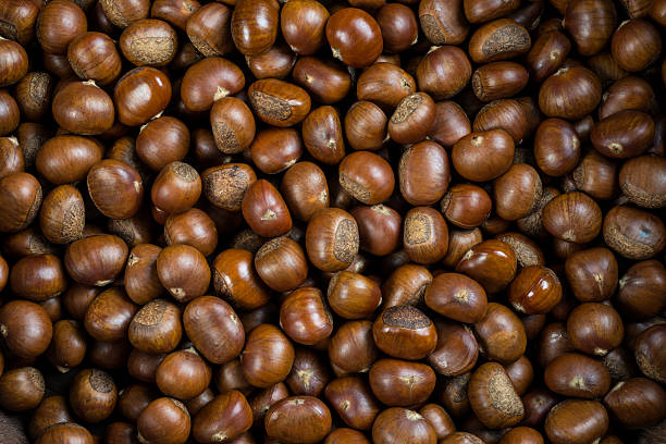 chestnut